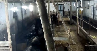 Tokat&rsquo;ta ahırın &ccedil;atısı &ccedil;&ouml;kt&uuml;
