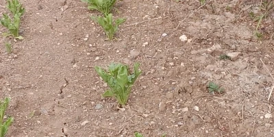 Tokat&rsquo;ta binlerce kurbağa kara yolunu istila etti
