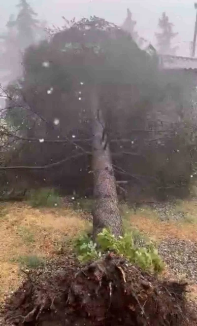 Tokat&rsquo;ta fırtınada ağa&ccedil;lar devrildi
