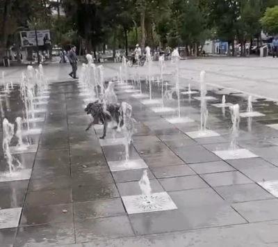 Tokat’ta sıcaklardan bunalan köpek süs fıskiyesinde serinledi
