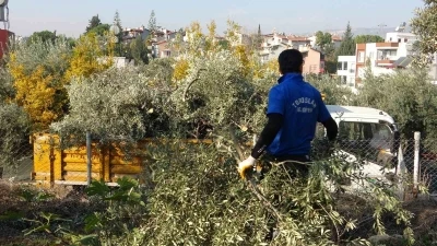 Toroslar Belediyesi zeytin ağa&ccedil;larını kesti, vatandaş tepki g&ouml;sterdi
