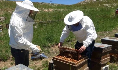 Toroslarda bahar: 2 bin 400 rakıma taşınan arılar mesaiye başladı
