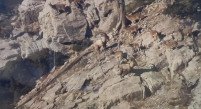 Toroslardaki yaban ke&ccedil;ileri koruma altında
