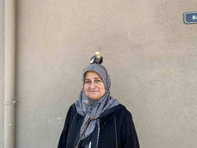 Torunu için sahiplendi, papağan çocuğu gibi oldu
