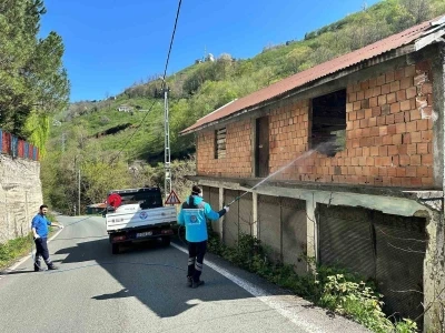 Trabzon&rsquo;da kokarca ile m&uuml;cadele s&uuml;r&uuml;yor
