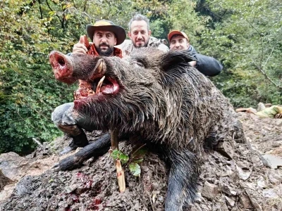 Trabzon’da sürek avında 300 kg’lık domuz fişeklerin hedefi oldu
