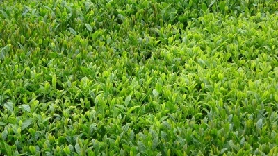 Trabzon&rsquo;da yaş &ccedil;ay sezonu dualarla a&ccedil;ıldı

