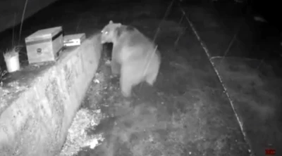 Trabzonlunun anons sistemi ayıyı korkup kaçırttı
