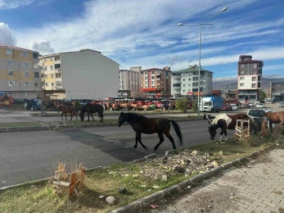 Trafikte başıboş atlar tehlike saçmaya devam ediyor
