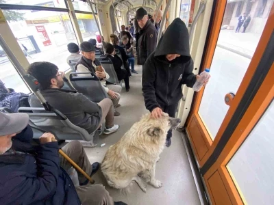 Tramvaya binen sevimli köpek ilgi odağı oldu
