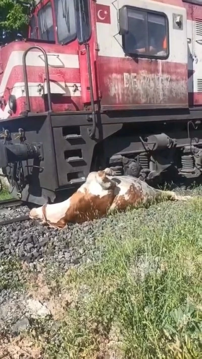 Tren &ccedil;arpması sonucu raylara sıkışan ineğin telef olmaması i&ccedil;in saniyelerle yarıştılar

