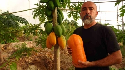 Tropikal papaya meyvesinde hasat heyecanı: Kilosu 90 TL&rsquo;ye kadar &ccedil;ıkıyor
