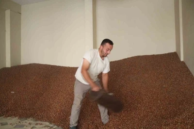 Tüccarlar fındık fiyatı konusunda farklı görüşte
