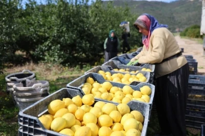 T&Uuml;İK&rsquo;e g&ouml;re limonda &uuml;retici fiyatları yıllık y&uuml;zde 410 y&uuml;kseldi

