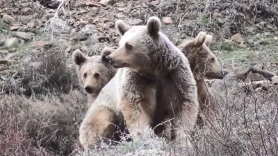 Tunceli&rsquo;de anne ayı ve yavruları g&ouml;r&uuml;nt&uuml;lendi
