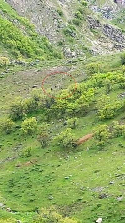 Tunceli&rsquo;de ayı s&uuml;r&uuml;s&uuml; g&ouml;r&uuml;nt&uuml;lendi
