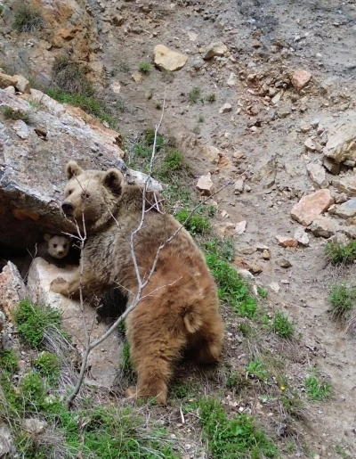 Tunceli&rsquo;de ayı ve yavrusu dron ile g&ouml;r&uuml;nt&uuml;lendi
