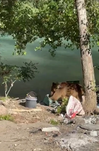 Tunceli&rsquo;de bozayı piknik&ccedil;ilerin sofrasına misafir oldu
