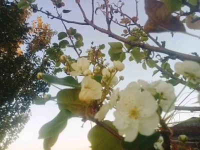 Tunceli’de çiçek açan armut ağacı şaşırttı

