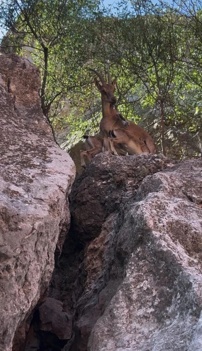 Tunceli’de dağ keçileri yerleşim yerlerine kadar indi
