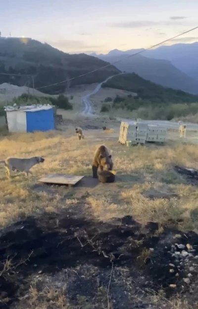 Tunceli’de karakolun davetsiz misafiri: Bozayı
