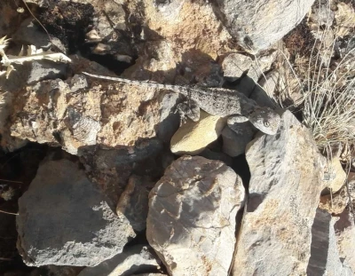 Tunceli’de kırmızı listede bulunan ‘Bozkır Keleri’ görüldü
