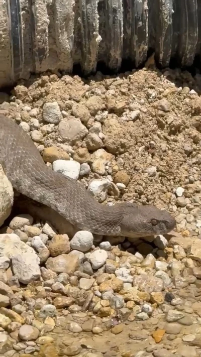 Tunceli&rsquo;de koca engerek yılanı g&ouml;r&uuml;nt&uuml;lendi
