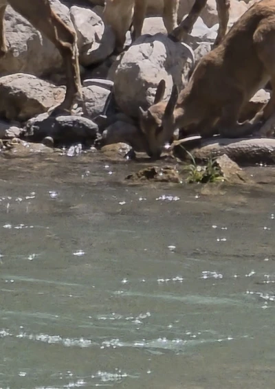 Tunceli&rsquo;de koruma altındaki dağ ke&ccedil;ileri g&ouml;r&uuml;nt&uuml;lendi
