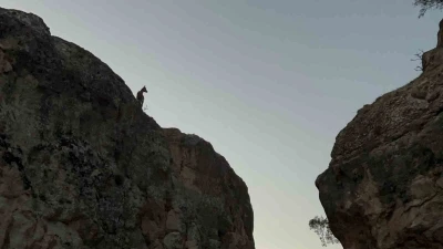 Tunceli’de koruma altındaki dağ keçileri görüntülendi
