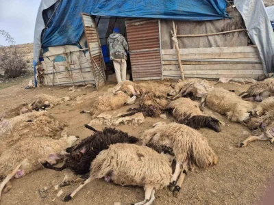 Tunceli&rsquo;de kurt paniği: 64 koyun telef oldu, 11 koyun yaralı
