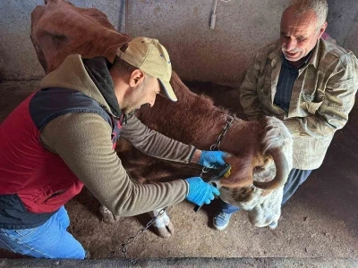 Tunceli&rsquo;de şap aşılama kampanyası s&uuml;r&uuml;yor
