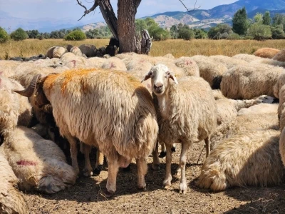 Tunceli’de şap hastalığı nedeniyle uygulanan hayvan hareket kısıtlamaları kaldırıldı
