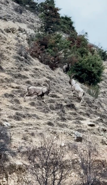 Tunceli’de tekelerin liderlik kavgası kamerada
