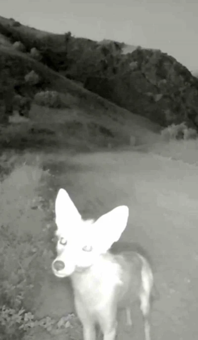 Tunceli’de yaban hayatı kameraya yansıdı
