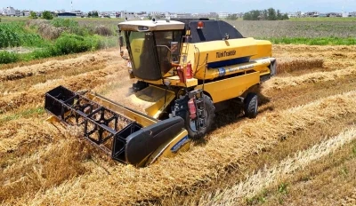 Turfanda buğdayda hasat başladı: Rekolte y&uuml;z g&uuml;ld&uuml;rd&uuml;
