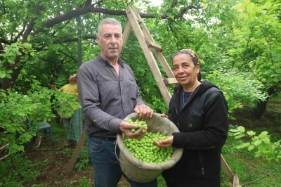Turfanda can eriği Avrupa &uuml;lkelerine ihra&ccedil; ediliyor
