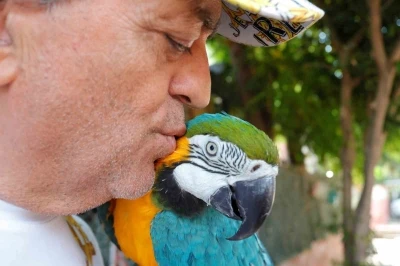 Turgut Özal’ın kaybolan papağanı 3 gün sonra bulundu
