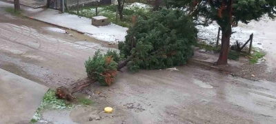 T&uuml;rkeli&rsquo;de fırtına ağa&ccedil; devirdi, yol trafiğe kapandı
