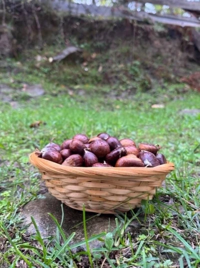 Türkeli’de kestane sezonunda vatandaşlar ormana akın etti
