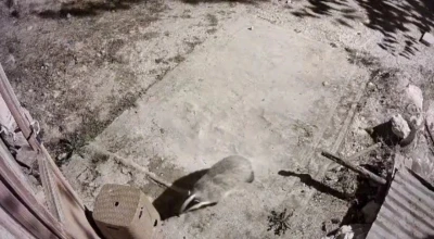 Türkiye’de nadir görülen bal porsuğu ile sansar kamerada
