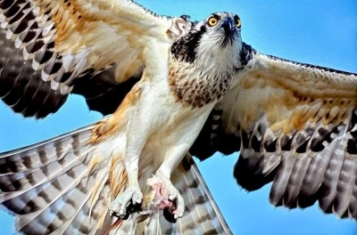 Türkiye’de nadir görülen balık kartalı Bursa’da görüntülendi
