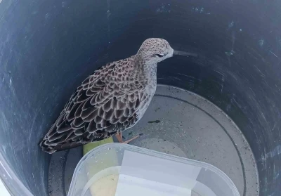 Türkiye’de nadir rastlanan kuş türü cami imamı tarafından yaralı bulundu
