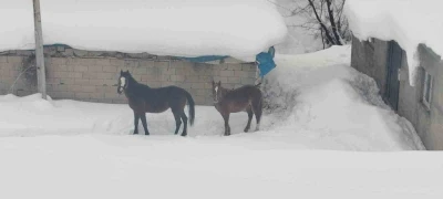 T&uuml;rkiye-İran sınırında terk edilen 2 at kurtarıldı
