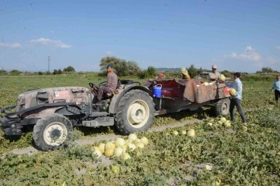 Türkiye, kavuna doyacak
