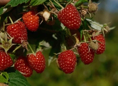 Türkiye’nin ihtiyacını Bursa’daki bu ilçe üretiyor
