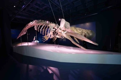 Türkiye’nin ilk Balina iskeleti sergisi yoğun ilgi görmeye devam ediyor
