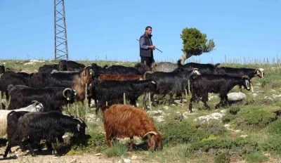 T&uuml;rkiye&rsquo;nin ke&ccedil;i yetiştirme merkezi Mersin: Toroslar yeşerdi, Y&ouml;r&uuml;klerin zorlu mesaisi başladı
