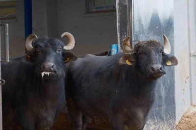 T&uuml;rkiye&rsquo;nin yeni manda ırkı Murana s&uuml;t verimi ile dikkat &ccedil;ekiyor

