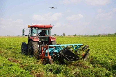 Türkiye’nin yer fıstığı üretim merkezi Osmaniye’de, bu yıl 52 bin ton rekolte bekleniyor
