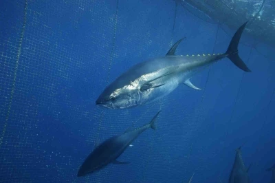 Türkiye yakalıyor, Japonya ve Güney Kore yiyor
